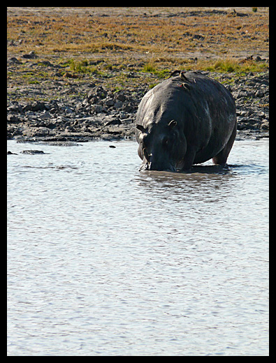 hippopotame